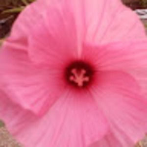 Meet your Posher, Pam